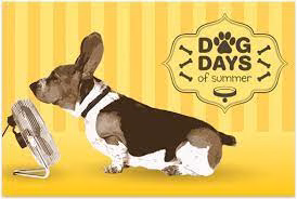 dog days of summer